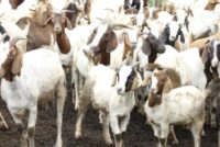 Tράπεζα γενετικού υλικού σε κρίσιμη ώρα