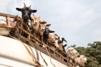 Απειλή για εισαγωγές αιγοπροβάτων