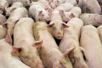 Γερμανία: Σημαντική πτώση στις εισαγωγές χοίρων