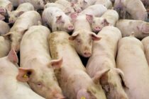 Γερμανία: Σημαντική πτώση στις εισαγωγές χοίρων