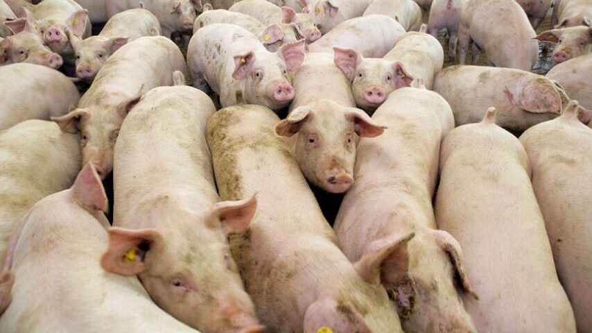 Γερμανία: Σημαντική πτώση στις εισαγωγές χοίρων
