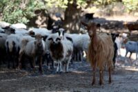 Καραντίνα χωρίς τέλος