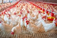 Φθηνές εισαγωγές πιέζουν την ρωσική πτηνοτροφία