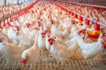 Ρωσία: Φθηνές εισαγωγές πιέζουν την πτηνοτροφία