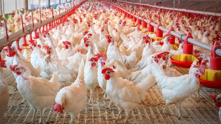 Ρωσία: Φθηνές εισαγωγές πιέζουν την πτηνοτροφία