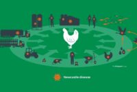 Newcastle: Εξάπλωση και αυξημένος κίνδυνος στην Ευρώπη