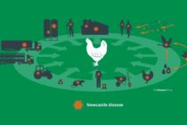 Newcastle: Εξάπλωση και αυξημένος κίνδυνος στην Ευρώπη