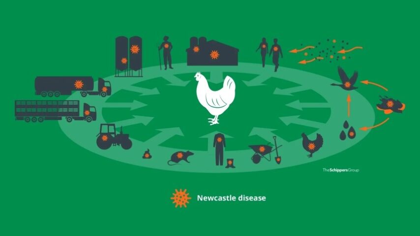 Newcastle: Εξάπλωση και αυξημένος κίνδυνος στην Ευρώπη