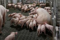 Rabobank: Προκλήσεις για το χοιρινό 2026