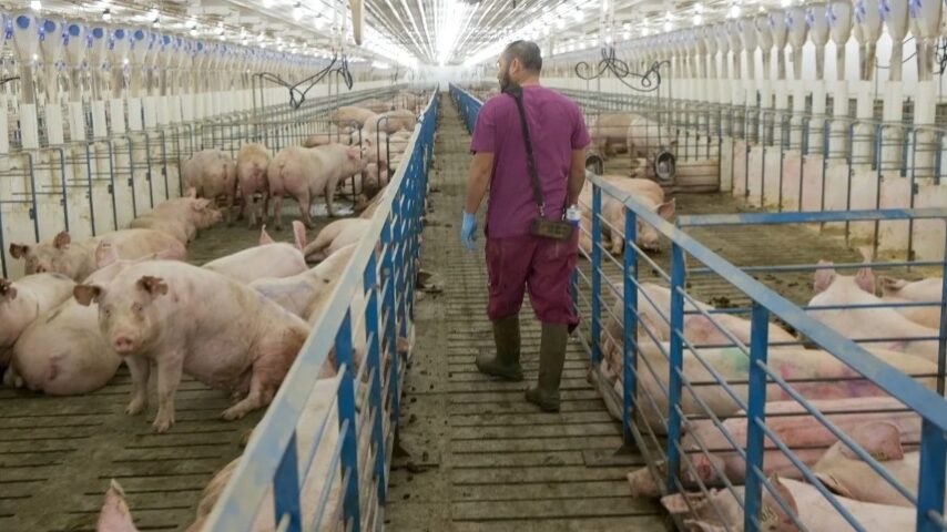 Παράταση στήριξης για χοιροτρόφους