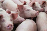 Χοιρινό και Ευρώπη: Τάσεις που αλλάζουν την αγορά