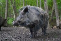 Η Σαξονία απαλλαγμένη από την πανώλη των χοίρων