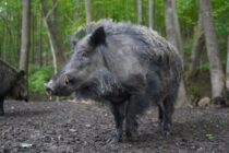 Η Σαξονία απαλλαγμένη από την πανώλη των χοίρων