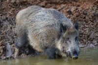 Ισπανικό σχέδιο φρένο στην πανώλη