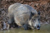 Ισπανικό σχέδιο φρένο στην πανώλη