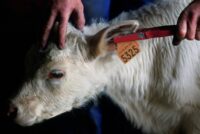 Χωρίς ιχνηλασιμότητα δεν υπάρχει κτηνοτροφία