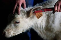 Χωρίς ιχνηλασιμότητα δεν υπάρχει κτηνοτροφία