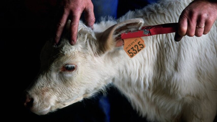 Χωρίς ιχνηλασιμότητα δεν υπάρχει κτηνοτροφία