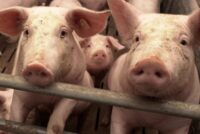 Στα όρια κατάρρευσης η χοιροτροφία στην Ουκρανία