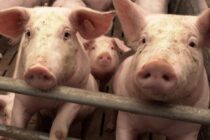 Ουκρανία: Χοιροτροφία στα όρια κατάρρευσης
