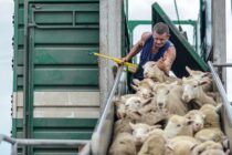 Πάγωμα εισαγωγών ζώντων ζώων