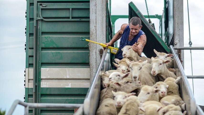 Πάγωμα εισαγωγών ζώντων ζώων