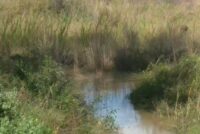 Νεκρά πρόβατα στον Αλφειό