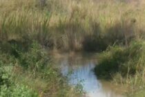 Νεκρά πρόβατα στον Αλφειό