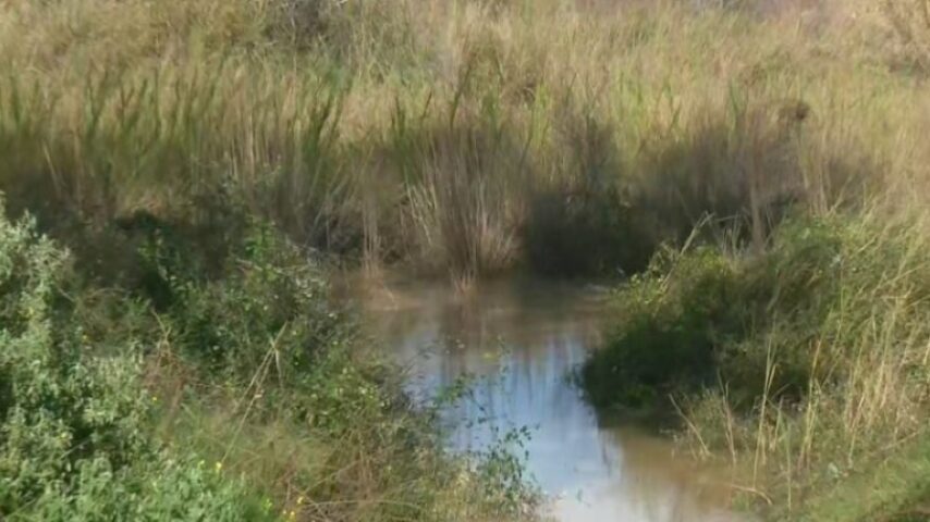 Νεκρά πρόβατα στον Αλφειό