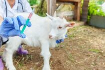 Ιδιώτες κτηνίατροι στη μάχη κατά της ευλογιάς