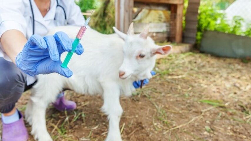 Ιδιώτες κτηνίατροι στη μάχη κατά της ευλογιάς