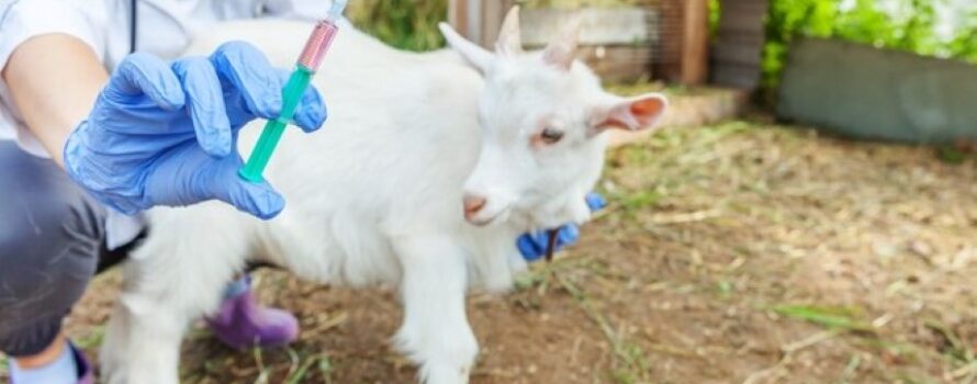 Ιδιώτες κτηνίατροι στη μάχη κατά της ευλογιάς