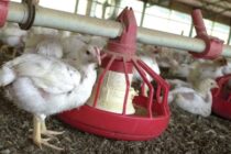 FDA: Νέοι κανόνες για αντιβιοτικά