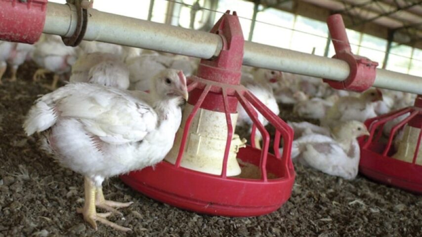 FDA: Νέοι κανόνες για αντιβιοτικά