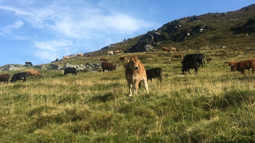 Επιδοτήσεις στον αέρα ξανά – Βοσκοτόπια χωρίς μίσθωση