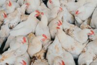 Μπλόκο της Μολδαβίας σε ουκρανικά πουλερικά