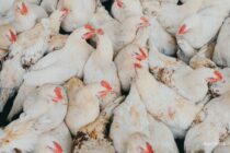 Μπλόκο της Μολδαβίας σε ουκρανικά πουλερικά