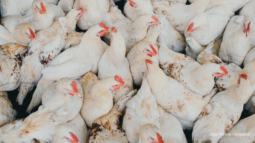 Μπλόκο της Μολδαβίας σε ουκρανικά πουλερικά