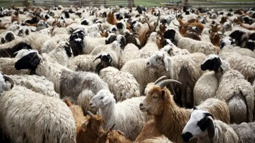 Νέα κρούσματα και θανατώσεις ζώων λόγω ευλογιάς