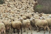 Σχέδια Βελτίωσης χωρίς αγορά ζώων