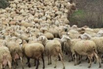 Σχέδια Βελτίωσης χωρίς αγορά ζώων