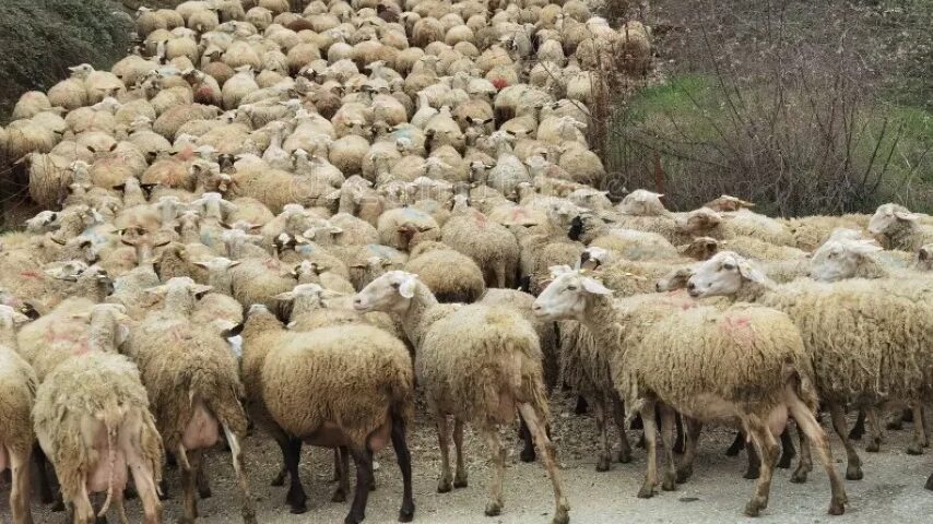 Σχέδια Βελτίωσης χωρίς αγορά ζώων