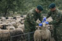 Στρατιωτικοί κτηνίατροι στη μάχη της ευλογιάς