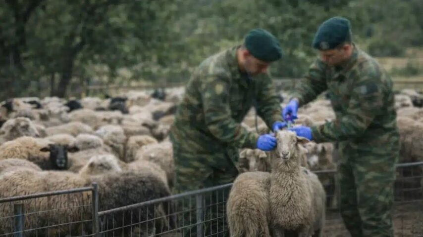 Στρατιωτικοί κτηνίατροι στη μάχη της ευλογιάς