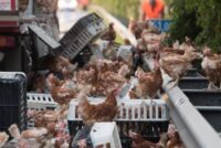 Αντίδραση της Γαλλίας στους κανόνες μεταφοράς ζώων