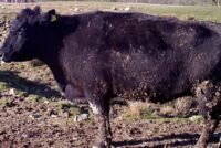 Συναγερμός για αφθώδη πυρετό στη Λέσβο