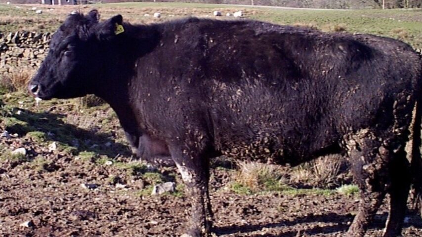 Συναγερμός για αφθώδη πυρετό στη Λέσβο