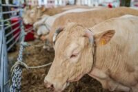 Φθηνό κρέας, ακριβό τίμημα