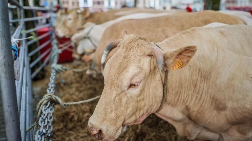 Φθηνό κρέας, ακριβό τίμημα