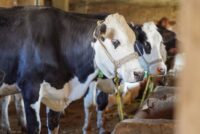 Ένταση και κινητοποιήσεις κτηνοτρόφων στη Λέσβο